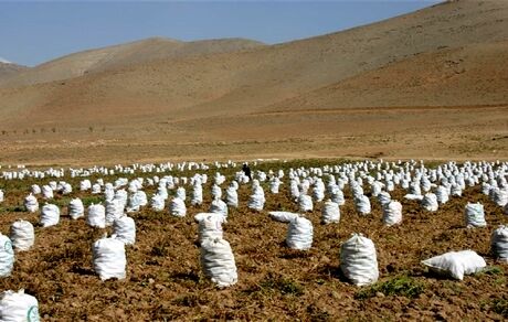 پیش بینی برداشت ۲۵۰ هزار تن سیب‌زمینی در استان چهارمحال و بختیاری