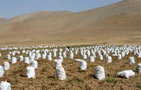 پیش بینی برداشت ۲۵۰ هزار تن سیب‌زمینی در استان چهارمحال و بختیاری