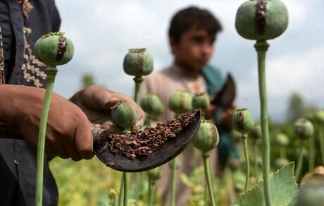 کشت خشخاش آزاد نیست