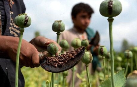 کشت خشخاش آزاد نیست