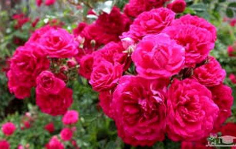 با گل محمدی بیشتر آشنا شوید