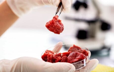 گوشت آزمایشگاهی یک گام تا استفاده عمومی