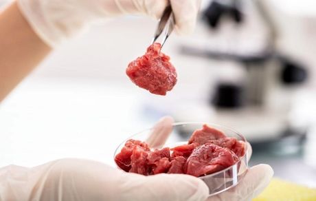 گوشت آزمایشگاهی یک گام تا استفاده عمومی
