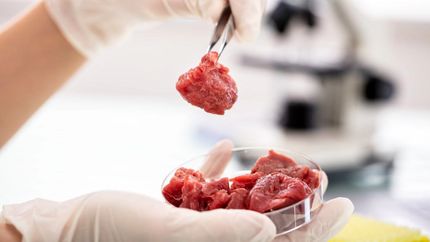 گوشت آزمایشگاهی یک گام تا استفاده عمومی