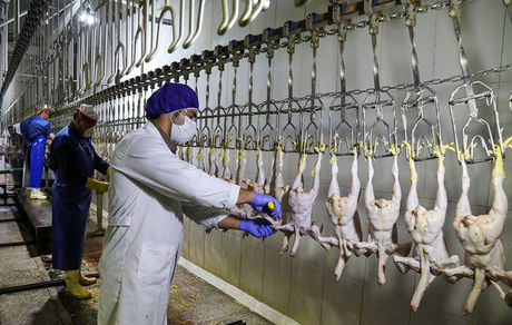 تسهیل در صادرات با حذف تعرفه مرغ، تخم مرغ و جوجه یکروزه