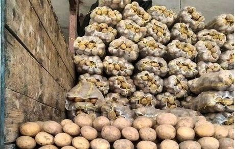 صادرات سیب زمینی آزاد می‌شود