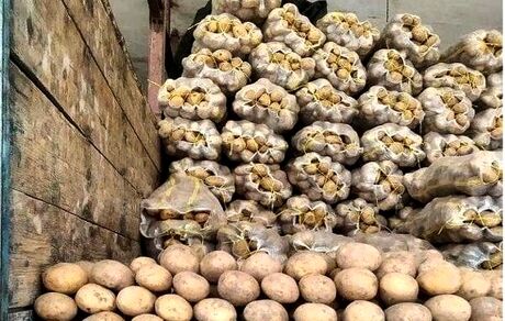 صادرات سیب زمینی آزاد می‌شود