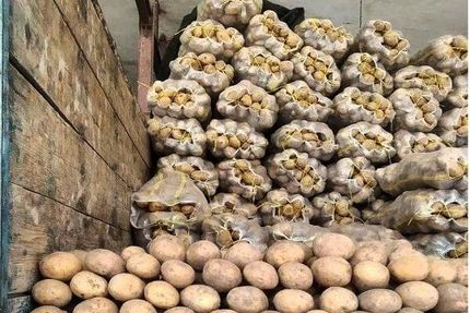 صادرات سیب زمینی آزاد می‌شود