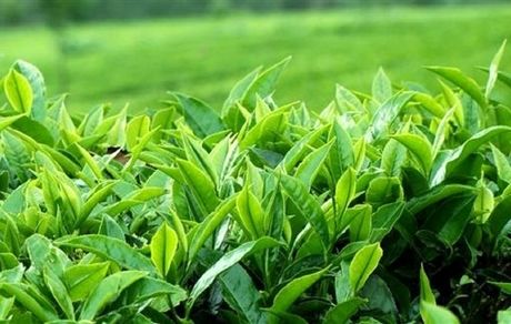 برداشت ۵۱ هزار تن برگ سبز چای از ابتدای اردیبهشت‌ماه در شمال کشور