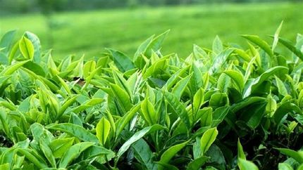 برداشت ۵۱ هزار تن برگ سبز چای از ابتدای اردیبهشت‌ماه در شمال کشور