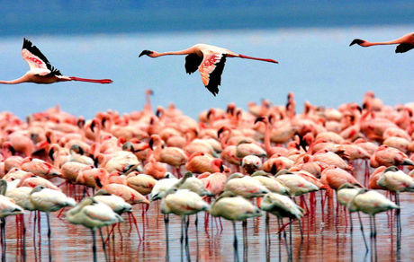 
همه چیز درباره قاتل پرندگان در میانکاله
