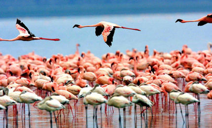 
همه چیز درباره قاتل پرندگان در میانکاله
