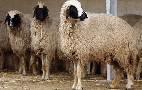 میدان احشام زنجان تعطیل شد