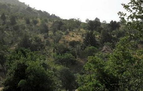 سند احیای جنگل‌های زاگرس تهیه شد