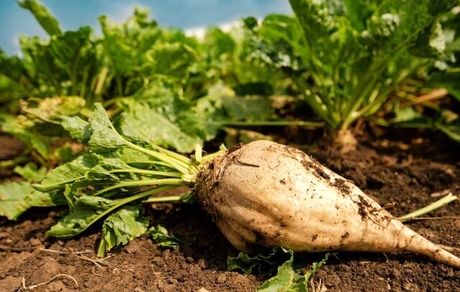 کاشت چغندرقند در ۴۱۸۴ هکتار اراضی شهرستان میاندوآب