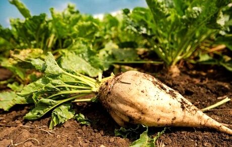 کاشت چغندرقند در ۴۱۸۴ هکتار اراضی شهرستان میاندوآب