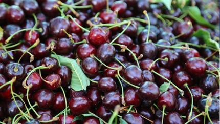 پنجمین جشنواره آلبالو و گیلاس در روستای اناج برگزار می‌شود