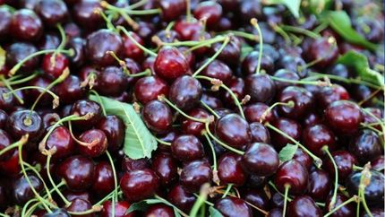 پنجمین جشنواره آلبالو و گیلاس در روستای اناج برگزار می‌شود