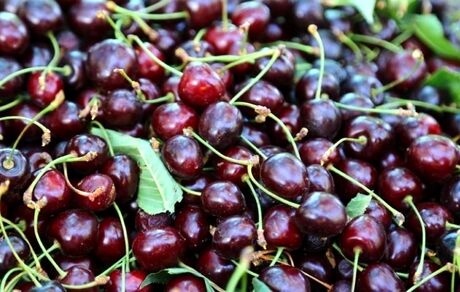 پنجمین جشنواره آلبالو و گیلاس در روستای اناج برگزار می‌شود
