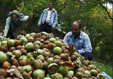 ثمرین میزبان نخستین جشنواره استانی گردو در استان اردبیل