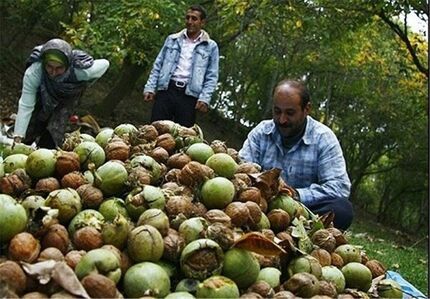ثمرین میزبان نخستین جشنواره استانی گردو در استان اردبیل