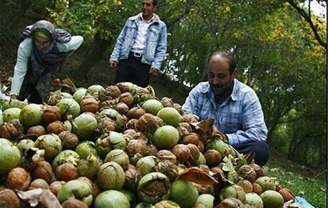 ثمرین میزبان نخستین جشنواره استانی گردو در استان اردبیل