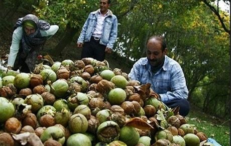 ثمرین میزبان نخستین جشنواره استانی گردو در استان اردبیل
