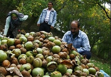 ثمرین میزبان نخستین جشنواره استانی گردو در استان اردبیل
