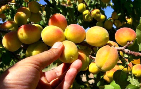 آغاز برداشت زردآلو از ۷۵۰ هکتار از باغات تفتان