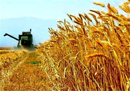 بدهی ۲۰ هزار میلیاردی دولت به گندمکاران/ممکن است گندم‌های تولیدی هرز برود