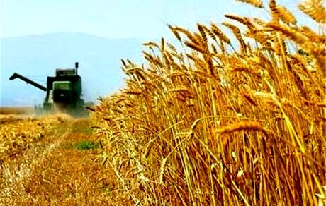 بدهی ۲۰ هزار میلیاردی دولت به گندمکاران/ممکن است گندم‌های تولیدی هرز برود