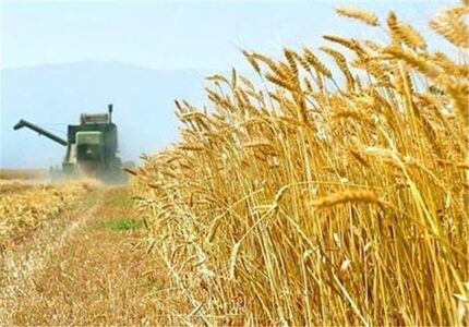 بدهی ۲۰ هزار میلیاردی دولت به گندمکاران/ممکن است گندم‌های تولیدی هرز برود