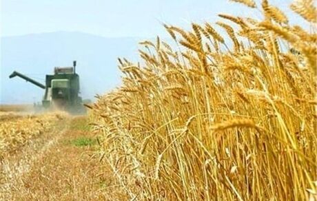 بدهی ۲۰ هزار میلیاردی دولت به گندمکاران/ممکن است گندم‌های تولیدی هرز برود