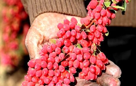 کاهش ۱۵ درصدی برداشت زرشک در استان خراسان جنوبی