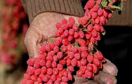 کاهش ۱۵ درصدی برداشت زرشک در استان خراسان جنوبی