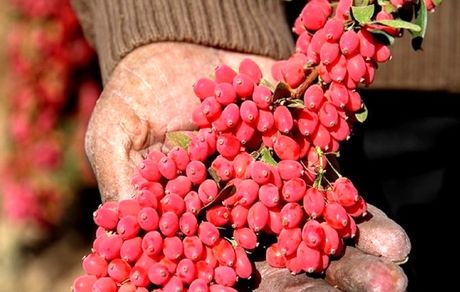 کاهش ۱۵ درصدی برداشت زرشک در استان خراسان جنوبی