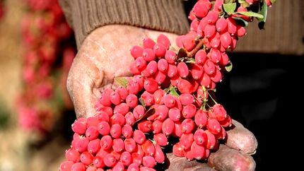 کاهش ۱۵ درصدی برداشت زرشک در استان خراسان جنوبی