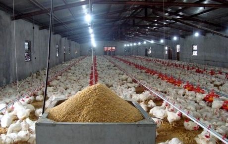 شارژ مجدد ذرت و سویا/بارگیری نهاده نباید بیش از ۱۰ روز طول بکشد