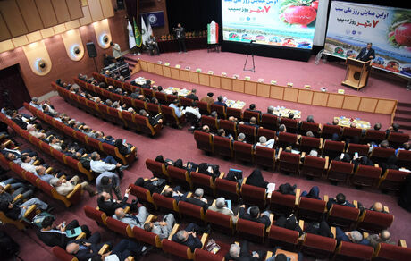صادرات سیب در نیمه نخست سال، نصف شد