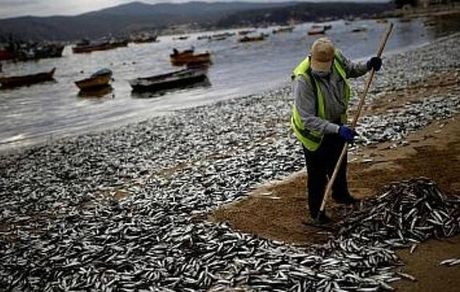 مرگ مشکوک هزاران ماهی در یکی از مناطق ساحلی شیلی