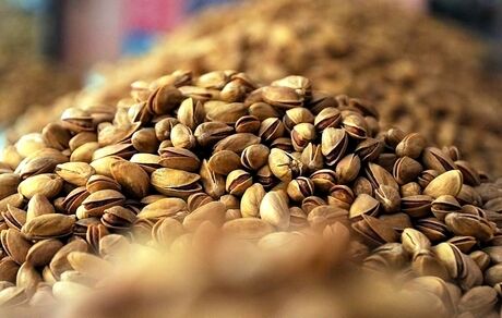 کاهش ۶۱ درصدی صادرات پسته ایران