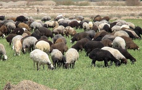 مشکل تامین علوفه برای دامداران در ۱۰ استان