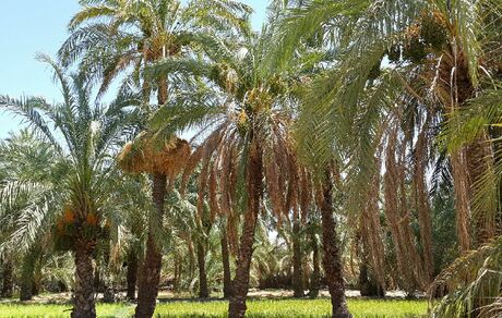 تائید صادرات نخل به قطر/ محموله‌ها را پس دادند!