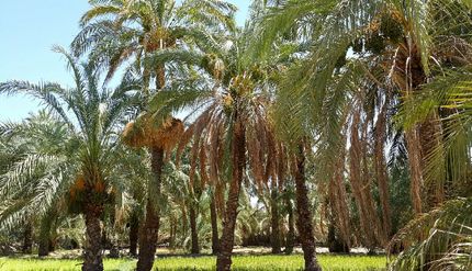 تائید صادرات نخل به قطر/ محموله‌ها را پس دادند!