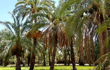 تائید صادرات نخل به قطر/ محموله‌ها را پس دادند!