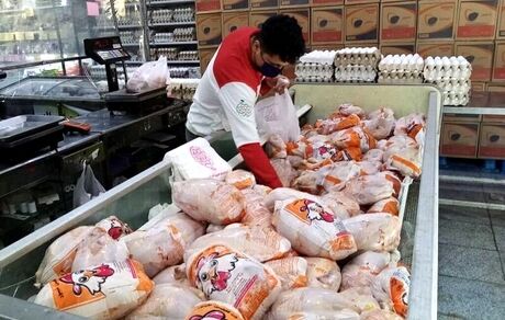 قیمت مرغ دوباره بالا رفت