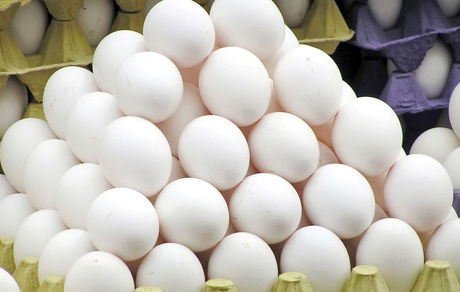 مشکلی در تامین تخم مرغ و گوشت مرغ نداریم
