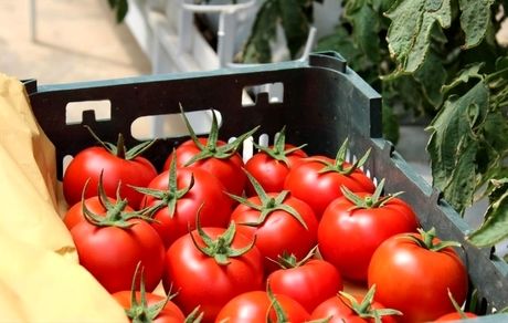 بخشنامه عوارض ۷۰ درصدی برای صادرات گوجه فرنگی لغو شد