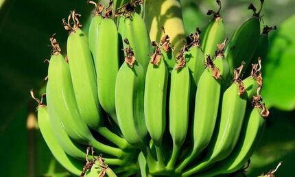 اولین گلخانه مدرن موز در یزد اجرایی شد