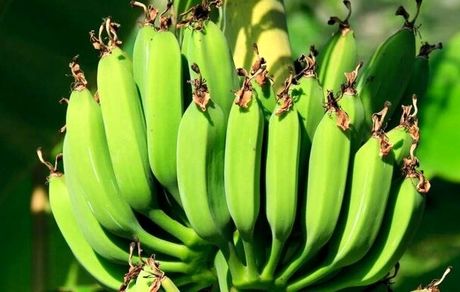 اولین گلخانه مدرن موز در یزد اجرایی شد
